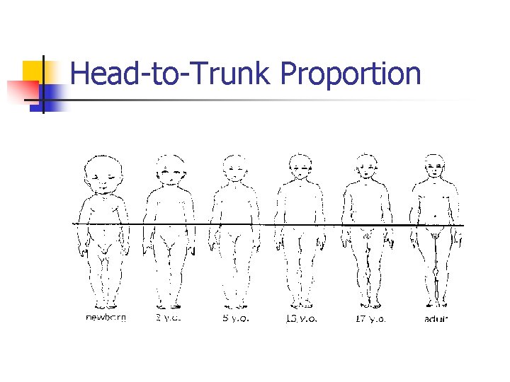 Head-to-Trunk Proportion 