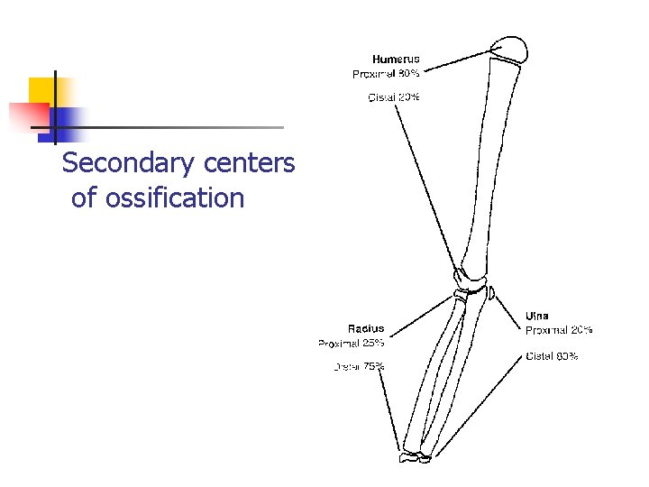 Secondary centers of ossification 