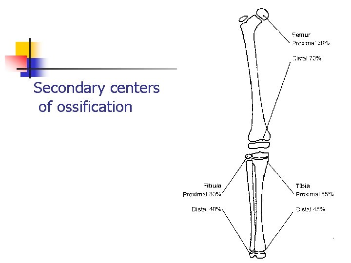 Secondary centers of ossification 