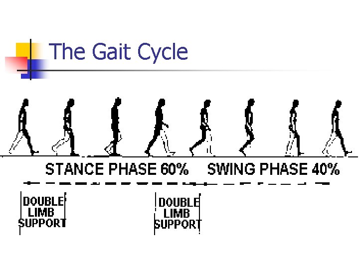 The Gait Cycle 