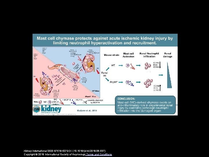 Kidney International 2020 97516 -527 DOI: (10. 1016/j. kint. 2019. 08. 037) Copyright ©