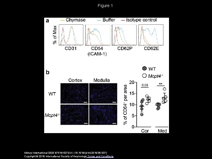 Figure 1 Kidney International 2020 97516 -527 DOI: (10. 1016/j. kint. 2019. 08. 037)