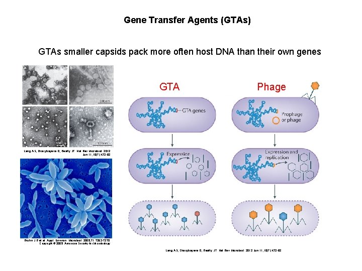 Gene Transfer Agents (GTAs) GTAs smaller capsids pack more often host DNA than their