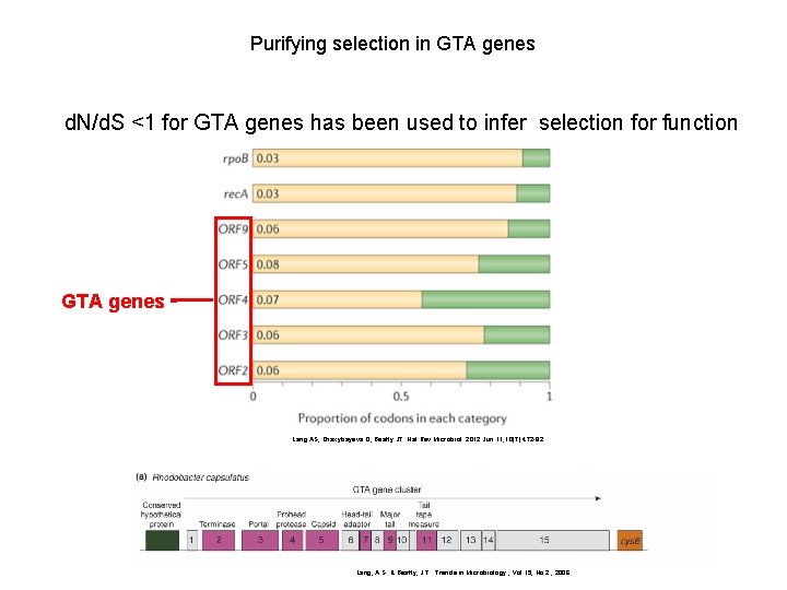 Purifying selection in GTA genes d. N/d. S <1 for GTA genes has been