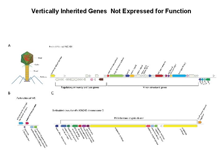 Vertically Inherited Genes Not Expressed for Function 