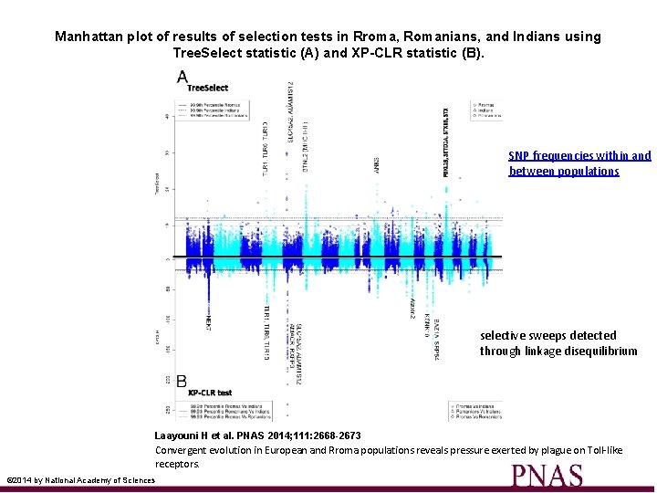 Manhattan plot of results of selection tests in Rroma, Romanians, and Indians using Tree. Manhattan plot of results of selection tests in Rroma, Romanians, and Indians using Tree.