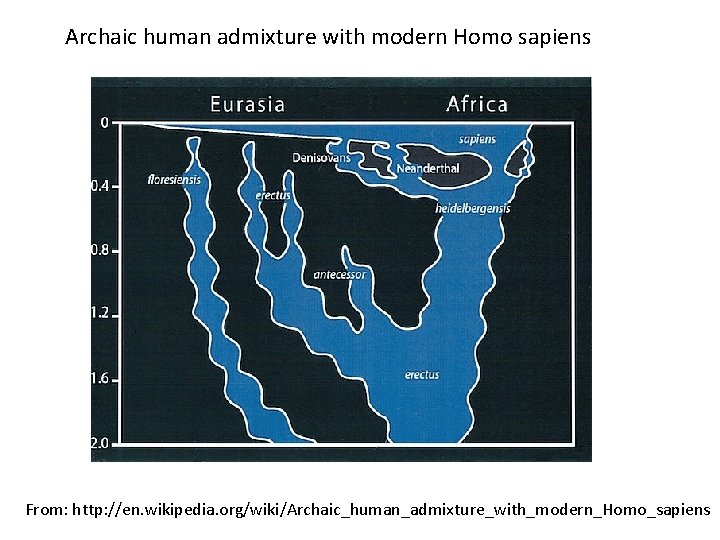 Archaic human admixture with modern Homo sapiens From: http: //en. wikipedia. org/wiki/Archaic_human_admixture_with_modern_Homo_sapiens 