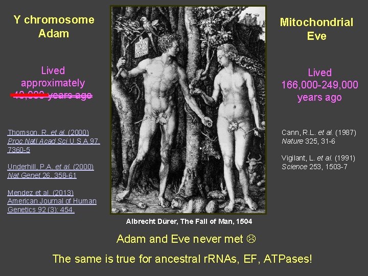 Y chromosome Adam Mitochondrial Eve Lived approximately 40, 000 years ago Lived 166, 000