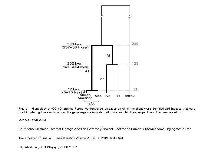 Figure 1 Genealogy of A 00, A 0, and the Reference Sequence Lineages on Figure 1 Genealogy of A 00, A 0, and the Reference Sequence Lineages on