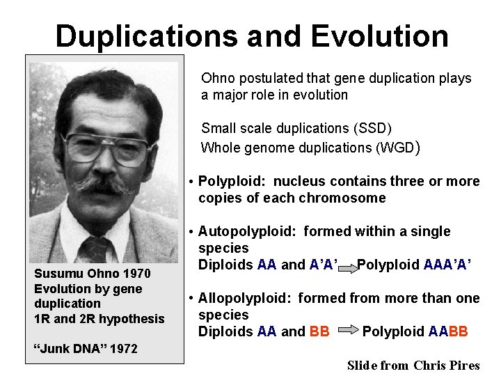 Duplications and Evolution Ohno postulated that gene duplication plays a major role in evolution Duplications and Evolution Ohno postulated that gene duplication plays a major role in evolution