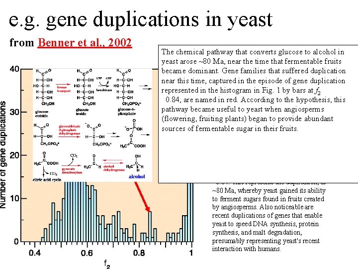 e. g. gene duplications in yeast from Benner et al. , 2002 Figure e. g. gene duplications in yeast from Benner et al. , 2002 Figure