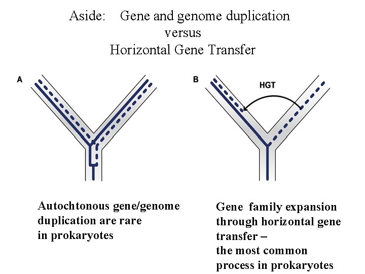 Aside: Gene and genome duplication versus Horizontal Gene Transfer Autochtonous gene/genome duplication are rare