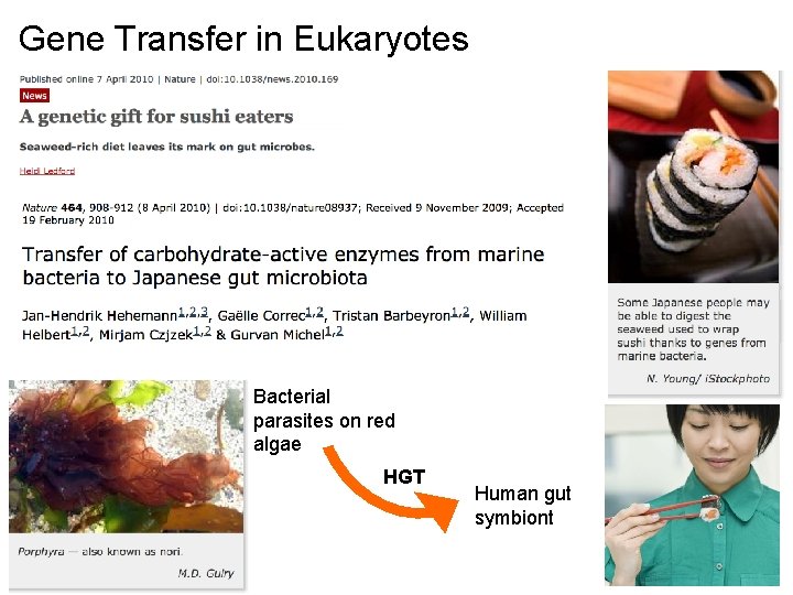 Gene Transfer in Eukaryotes Bacterial parasites on red algae HGT Human gut symbiont 