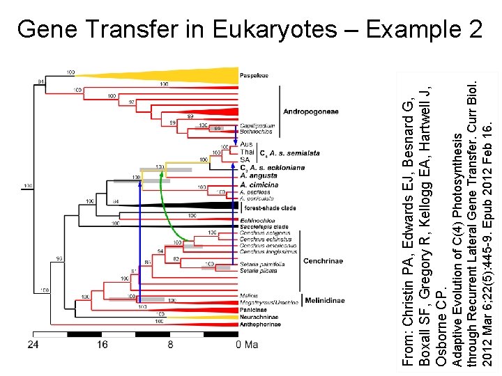 Adaptive Evolution of C(4) Photosynthesis through Recurrent Lateral Gene Transfer. Curr Biol. 2012 Mar