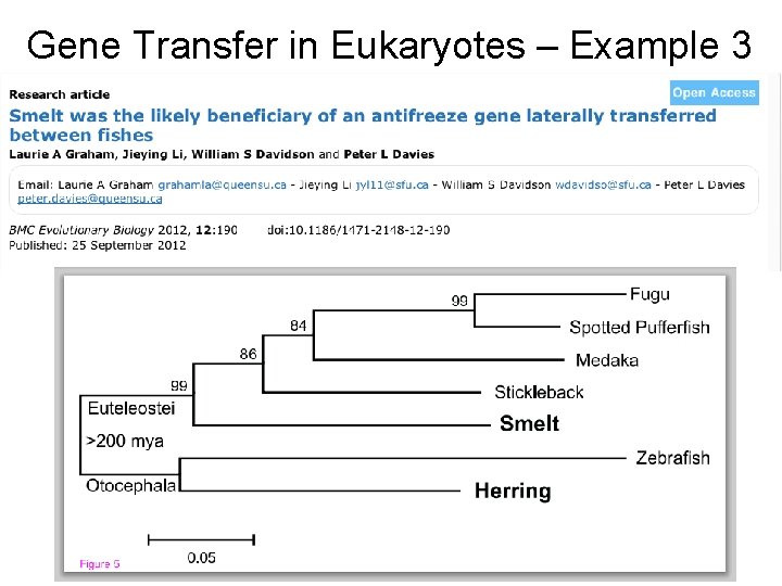 Gene Transfer in Eukaryotes – Example 3 