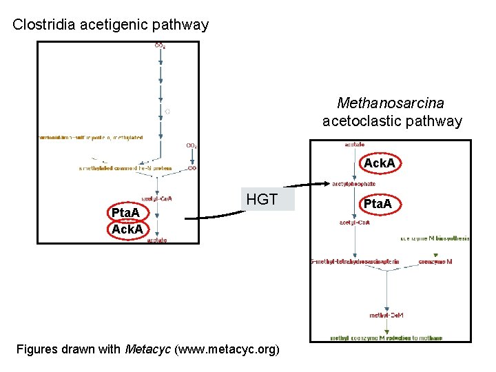 Clostridia acetigenic pathway Methanosarcina acetoclastic pathway Ack. A Pta. A Ack. A HGT Figures