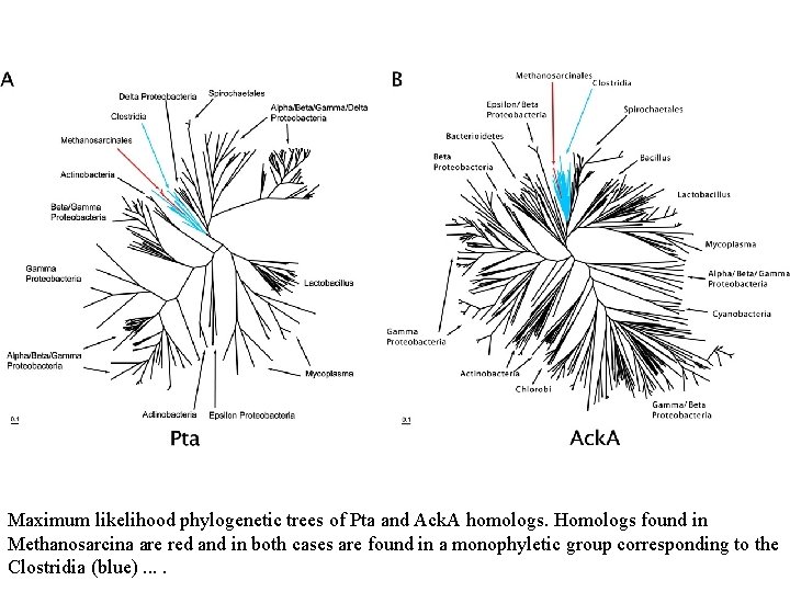 Maximum likelihood phylogenetic trees of Pta and Ack. A homologs. Homologs found in Methanosarcina