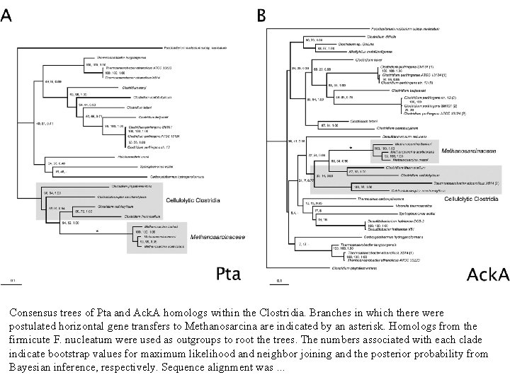 Consensus trees of Pta and Ack. A homologs within the Clostridia. Branches in which