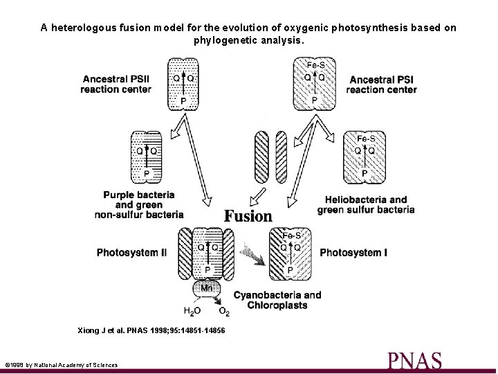 A heterologous fusion model for the evolution of oxygenic photosynthesis based on phylogenetic analysis.