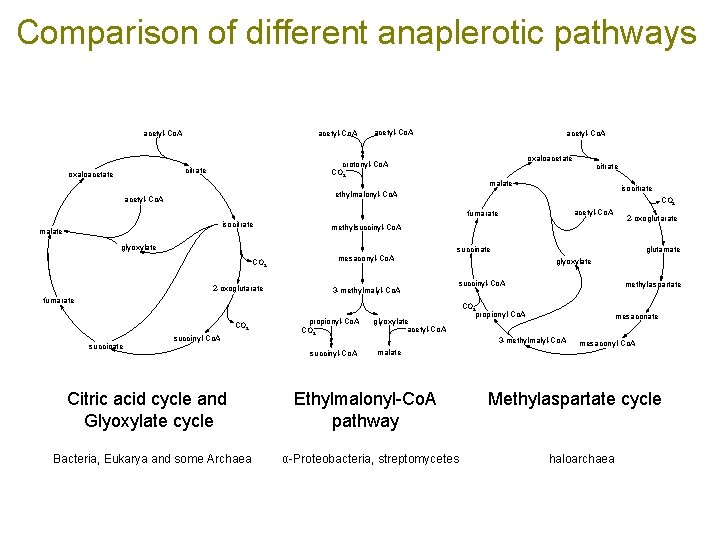 Comparison of different anaplerotic pathways acetyl-Co. A oxaloacetate crotonyl-Co. A CO 2 citrate oxaloacetate