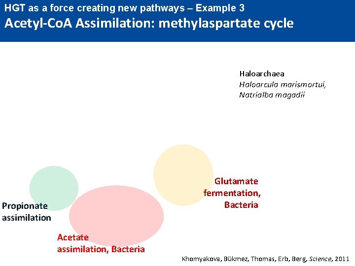 HGT as a force creating new pathways – Example 3 Acetyl-Co. A Assimilation: methylaspartate HGT as a force creating new pathways – Example 3 Acetyl-Co. A Assimilation: methylaspartate