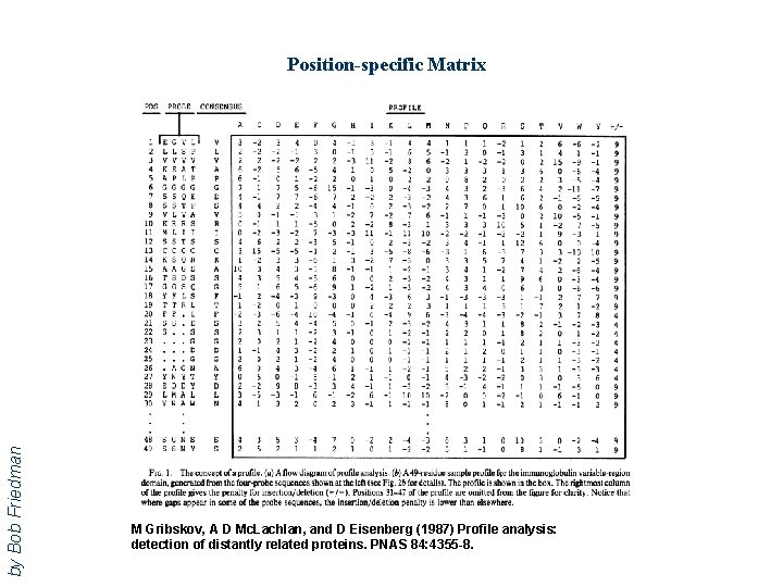 by Bob Friedman Position-specific Matrix M Gribskov, A D Mc. Lachlan, and D Eisenberg