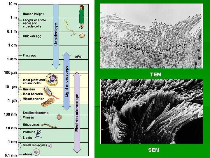 The Study of Cells Light microscope LMs visible