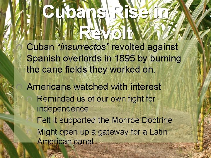 Cubans Rise in Revolt Cuban “insurrectos” revolted against Spanish overlords in 1895 by burning Cubans Rise in Revolt Cuban “insurrectos” revolted against Spanish overlords in 1895 by burning