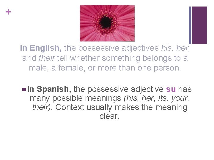 + In English, the possessive adjectives his, her, and their tell whether something belongs