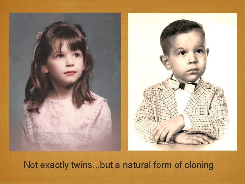 Not exactly twins. . . but a natural form of cloning Not exactly twins. . . but a natural form of cloning