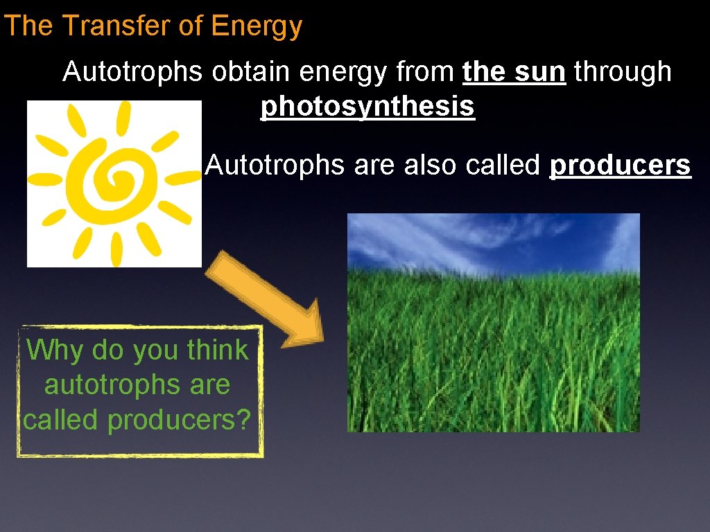 The Transfer of Energy Autotrophs obtain energy from the sun through photosynthesis Autotrophs are