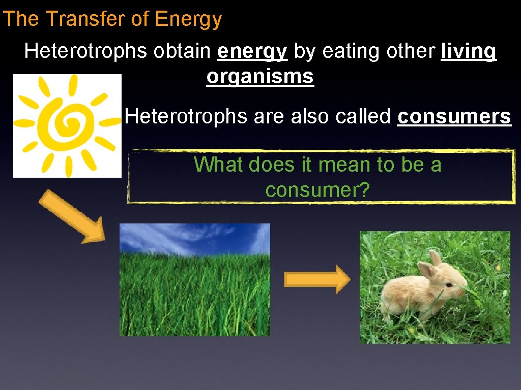 The Transfer of Energy Heterotrophs obtain energy by eating other living organisms Heterotrophs are