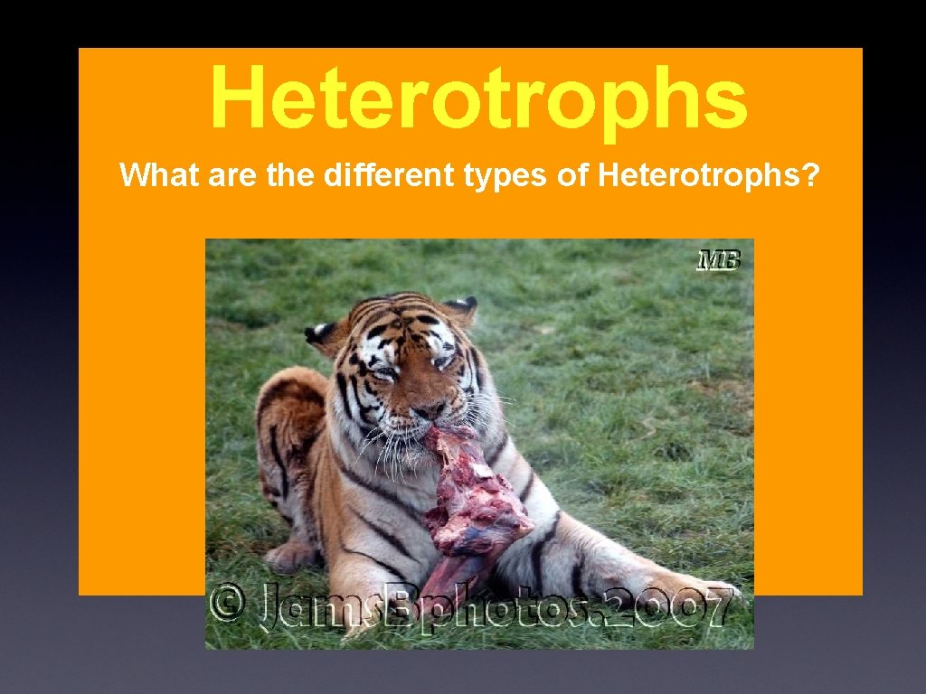 Heterotrophs What are the different types of Heterotrophs? 