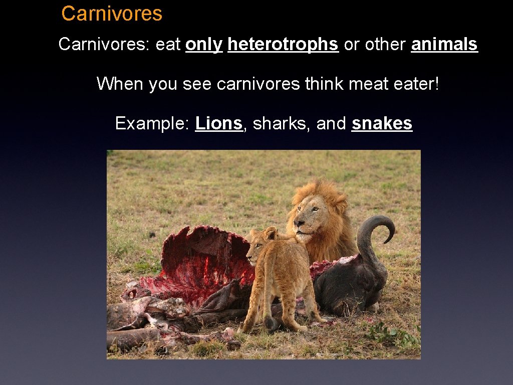 Carnivores: eat only heterotrophs or other animals When you see carnivores think meat eater!