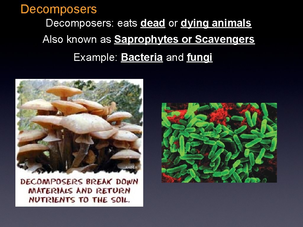 Decomposers: eats dead or dying animals Also known as Saprophytes or Scavengers Example: Bacteria