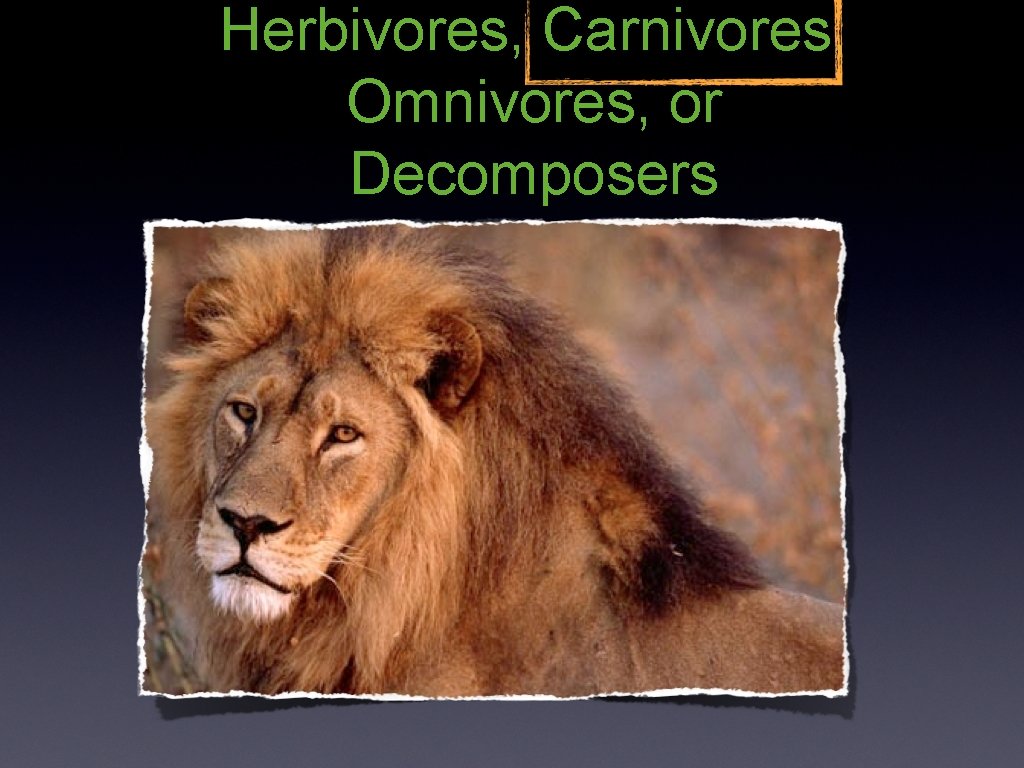 Herbivores, Carnivores, Omnivores, or Decomposers 