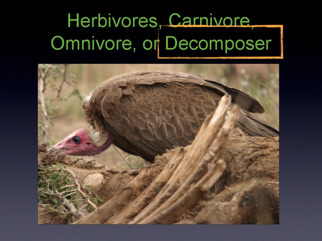 Herbivores, Carnivore, Omnivore, or Decomposer 