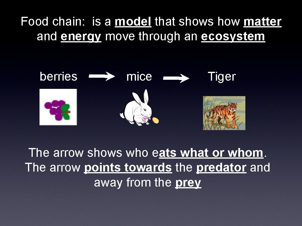 Food chain: is a model that shows how matter and energy move through an
