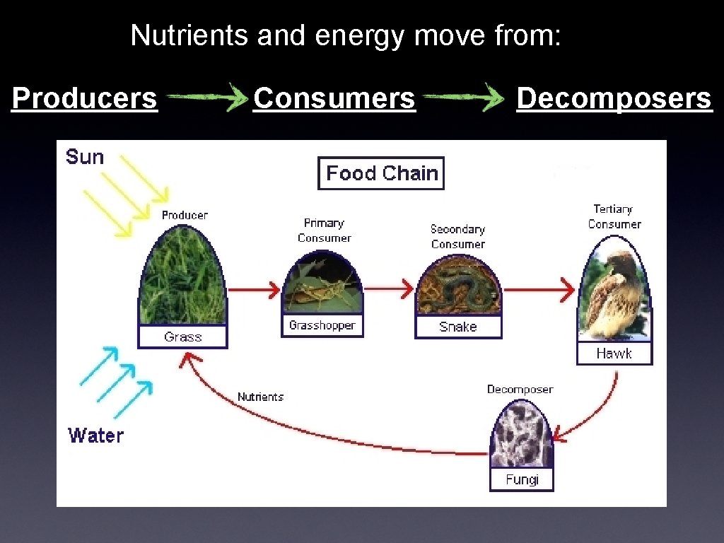 Nutrients and energy move from: Producers Consumers Decomposers 