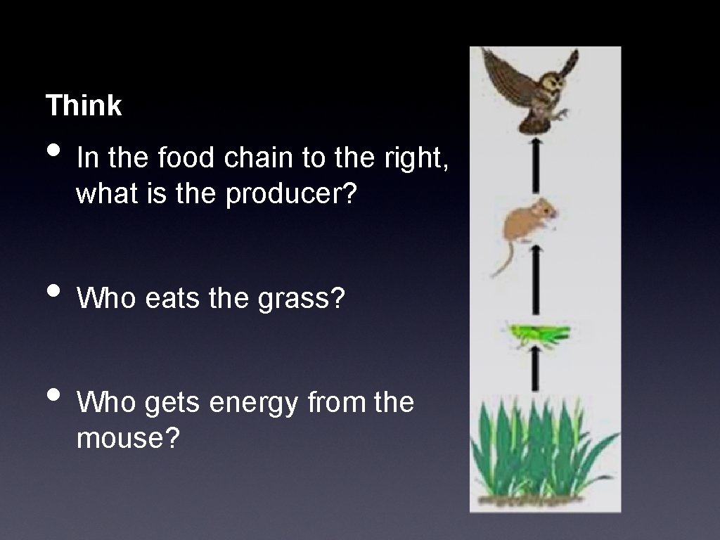 Think • In the food chain to the right, what is the producer? •