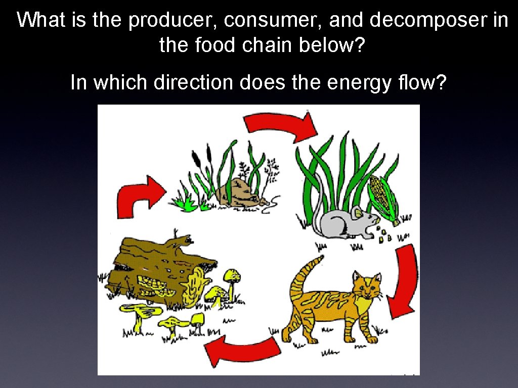 What is the producer, consumer, and decomposer in the food chain below? In which