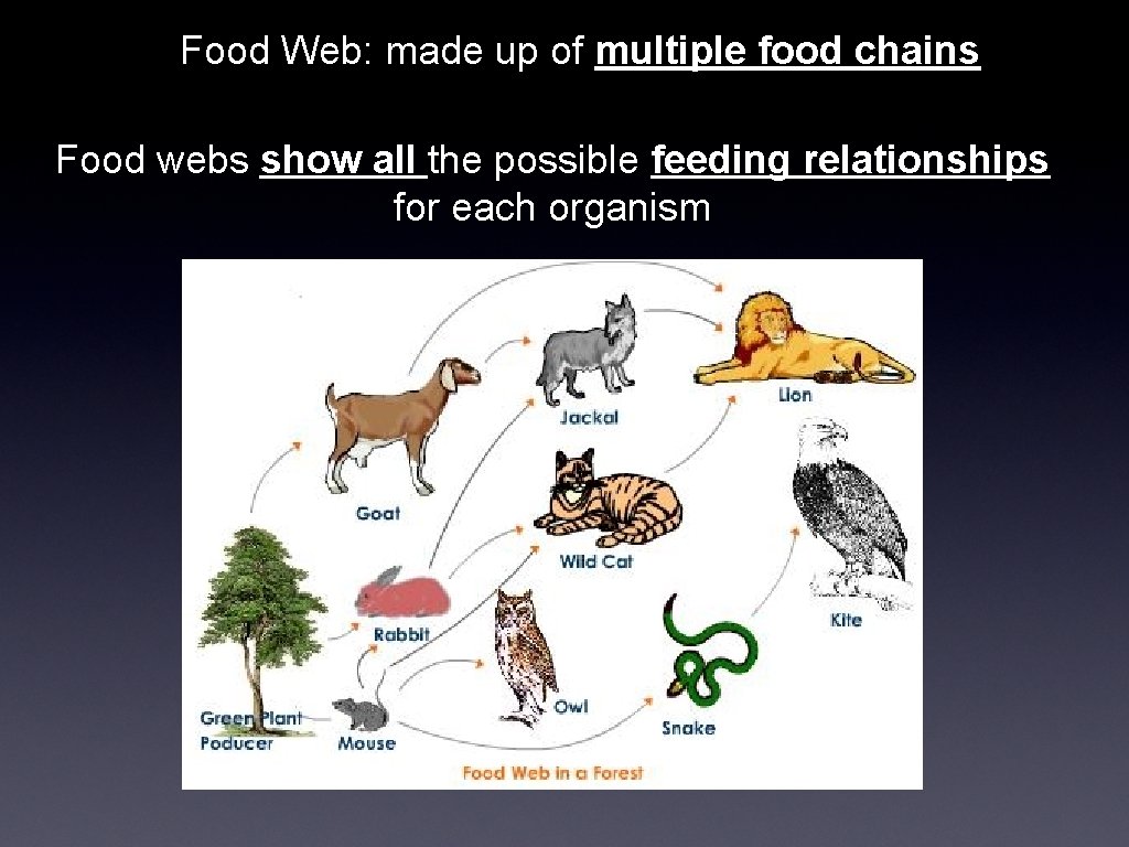 Food Web: made up of multiple food chains Food webs show all the possible