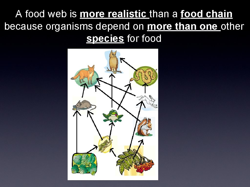 A food web is more realistic than a food chain because organisms depend on
