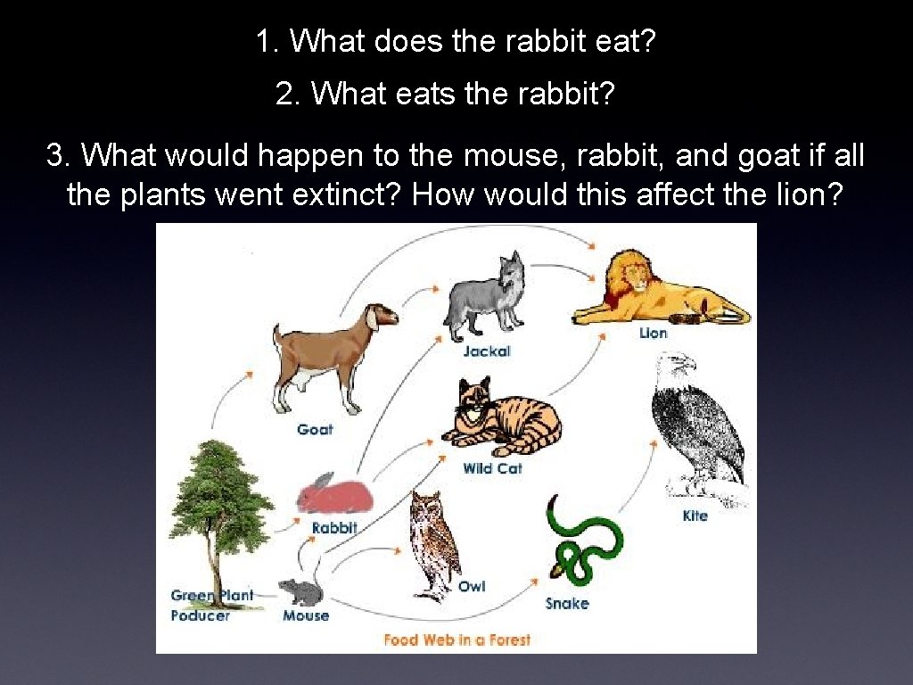 1. What does the rabbit eat? 2. What eats the rabbit? 3. What would