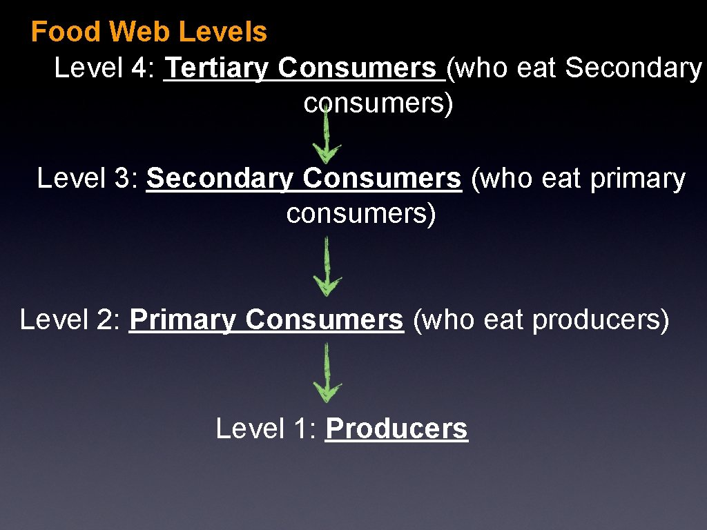 Food Web Levels Level 4: Tertiary Consumers (who eat Secondary consumers) Level 3: Secondary