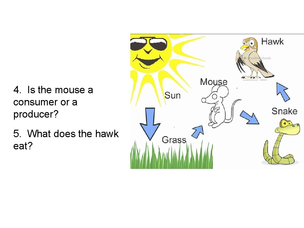 4. Is the mouse a consumer or a producer? 5. What does the hawk