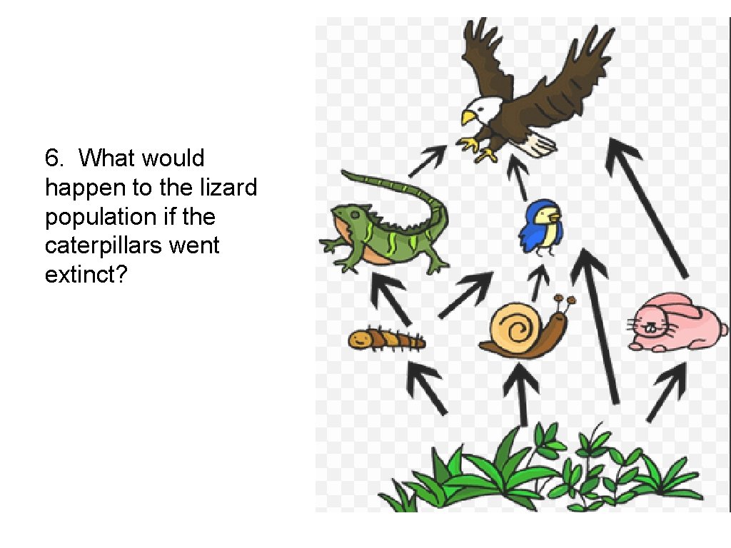 6. What would happen to the lizard population if the caterpillars went extinct? 