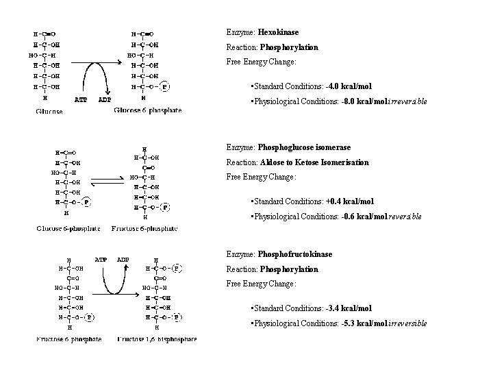 Enzyme: Hexokinase Reaction: Phosphorylation Free Energy Change: • Standard Conditions: -4. 0 kcal/mol •