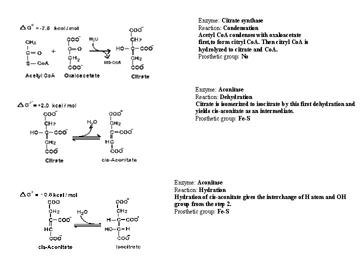 Enzyme: Citrate synthase Reaction: Condensation Acetyl Co. A condenses with oxaloacetate first, to form