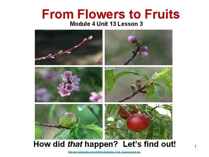 From Flowers to Fruits Module 4 Unit 13 Lesson 3 How did that happen?